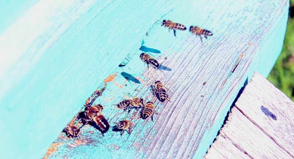 Чем пчёлы болеют зимой, рассказали специалисты Алтайского филиала ФГБУ «ЦОК АПК».