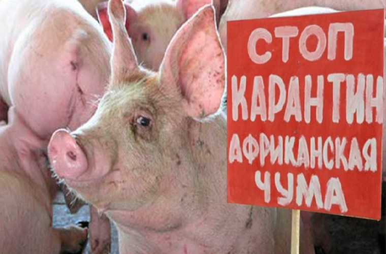 Эпизоотическая ситуация и меры профилактики африканской чумы свиней. Эпизоотическая ситуация и меры профилактики африканской чумы свиней.