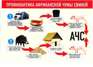 Профилактика африканской чумы свиней. Профилактика африканской чумы свиней.