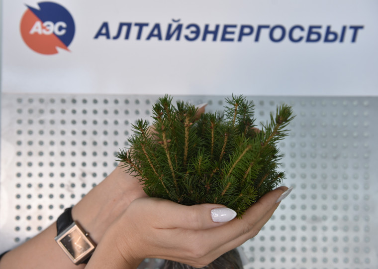 "Алтайэнергосбыт" в 2023 году высадил более 15400 хвойных деревьев. "Алтайэнергосбыт" в 2023 году высадил более 15400 хвойных деревьев.