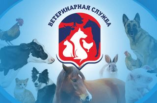 Африканская чума свиней!. Африканская чума свиней!.